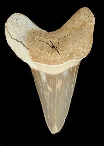 Cretoxyrhina Shark Tooth - Kansas #42952